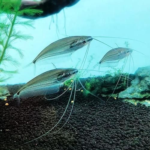 混養龍須貓和貓魚的最佳搭配（龍須貓和貓魚混養的注意事項）