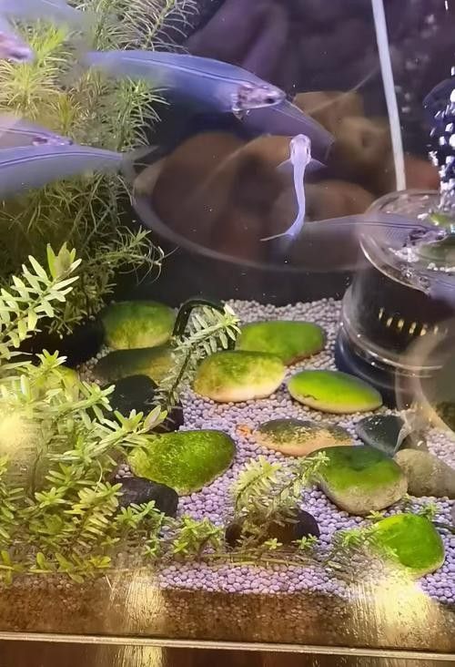 混養龍須貓和貓魚的最佳搭配（龍須貓和貓魚混養的注意事項）