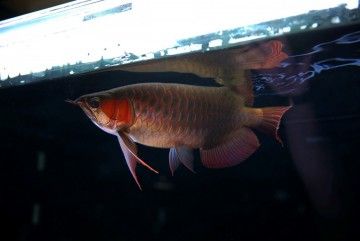 跪求大家指點12米缸能不能養紅龍？（12米缸能不能養紅龍） 跪求大家指點12米缸能不能養紅龍？（12米缸能不能養紅龍） 觀賞魚百科