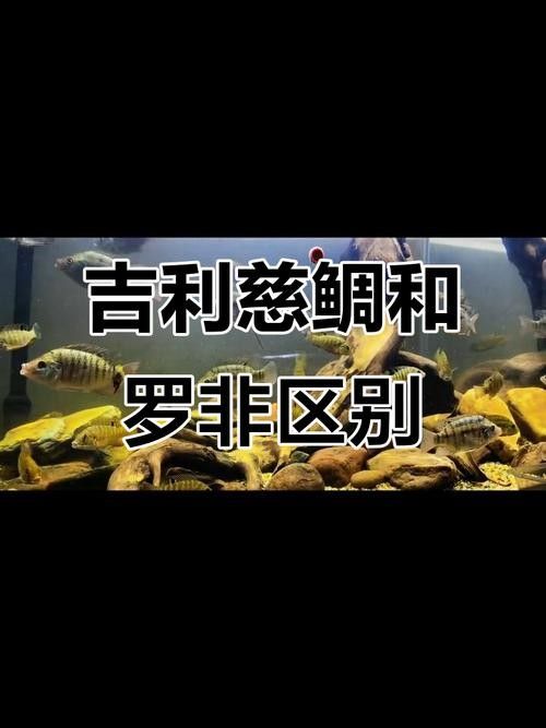 如何判斷龍魚(yú)魚(yú)缸品牌是否可靠，一個(gè)龍魚(yú)魚(yú)缸品牌是否可靠