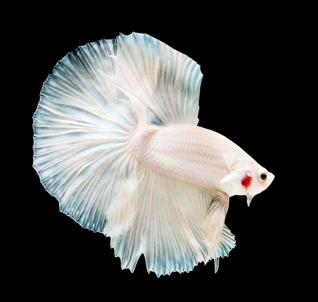 觀賞魚大尾巴的什么魚（觀賞魚中的佼佼者——大尾巴） 觀賞魚大尾巴的什么魚（觀賞魚中的佼佼者——大尾巴） 觀賞魚百科 第3張