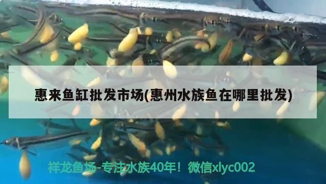 惠來(lái)魚(yú)缸批發(fā)市場(chǎng)(惠州水族魚(yú)在哪里批發(fā)) 惠來(lái)魚(yú)缸批發(fā)市場(chǎng)(惠州水族魚(yú)在哪里批發(fā)) 觀(guān)賞魚(yú)百科