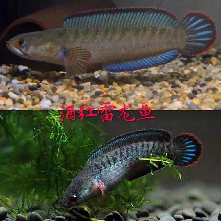 奶茶雷龍和酒紅雷龍（奶茶雷龍和酒紅雷龍有什么區(qū)別？） 奶茶雷龍和酒紅雷龍（奶茶雷龍和酒紅雷龍有什么區(qū)別？） 觀賞魚百科 第3張