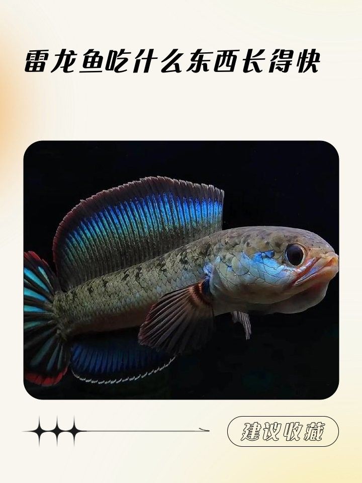 紅帝王雷龍魚苗吃什么長(zhǎng)得快？（帝王雷龍魚苗的快速成長(zhǎng)主要依賴于其飲食，紅帝王雷龍魚苗快速生長(zhǎng)）