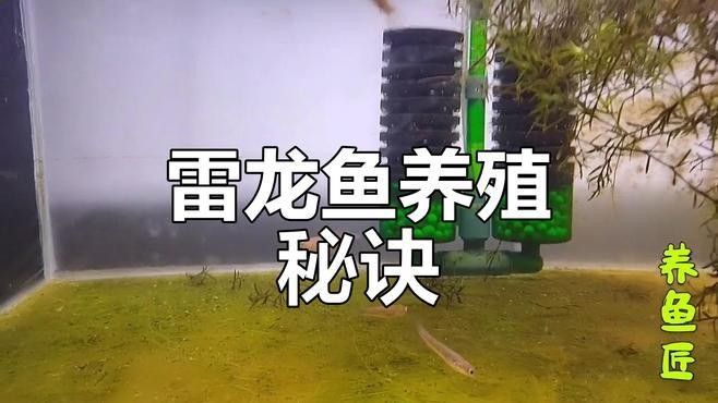 紅帝王雷龍魚苗吃什么長(zhǎng)得快？（帝王雷龍魚苗的快速成長(zhǎng)主要依賴于其飲食，紅帝王雷龍魚苗快速生長(zhǎng)）