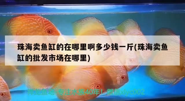 珠海賣魚缸的在哪里啊多少錢一斤(珠海賣魚缸的批發(fā)市場在哪里)
