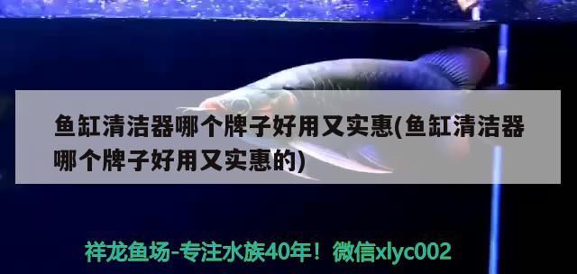羅漢魚和金龍魚能一起養嗎，有高手養羅漢嗎（羅漢魚可以和金龍魚一起養嗎？）