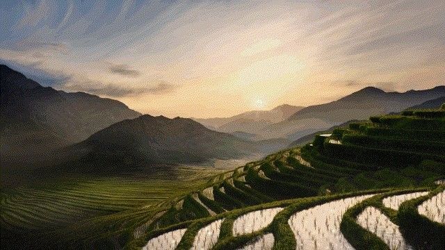 金龍魚紀錄片的主要內容是什么 金龍魚紀錄片的主要內容是什么 龍魚百科 第3張