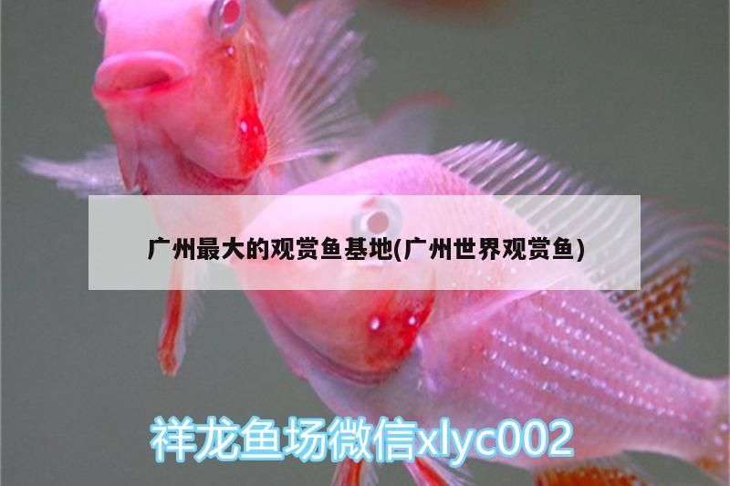 廣州最大的觀賞魚基地(廣州世界觀賞魚)（關(guān)于廣州最大的觀賞魚基地和廣州世界觀賞魚的介紹）