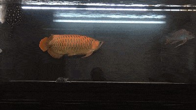 觀賞魚(yú)掙錢(qián)嗎知乎文章（寵物魚(yú)市場(chǎng)的經(jīng)濟(jì)分析：觀賞魚(yú)養(yǎng)殖具有一定的盈利能力） 觀賞魚(yú)掙錢(qián)嗎知乎文章（寵物魚(yú)市場(chǎng)的經(jīng)濟(jì)分析：觀賞魚(yú)養(yǎng)殖具有一定的盈利能力） 觀賞魚(yú)百科 第1張