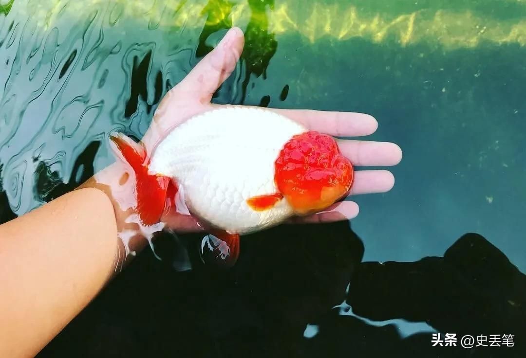 觀賞魚(yú)掙錢(qián)嗎知乎文章（寵物魚(yú)市場(chǎng)的經(jīng)濟(jì)分析：觀賞魚(yú)養(yǎng)殖具有一定的盈利能力） 觀賞魚(yú)掙錢(qián)嗎知乎文章（寵物魚(yú)市場(chǎng)的經(jīng)濟(jì)分析：觀賞魚(yú)養(yǎng)殖具有一定的盈利能力） 觀賞魚(yú)百科 第4張