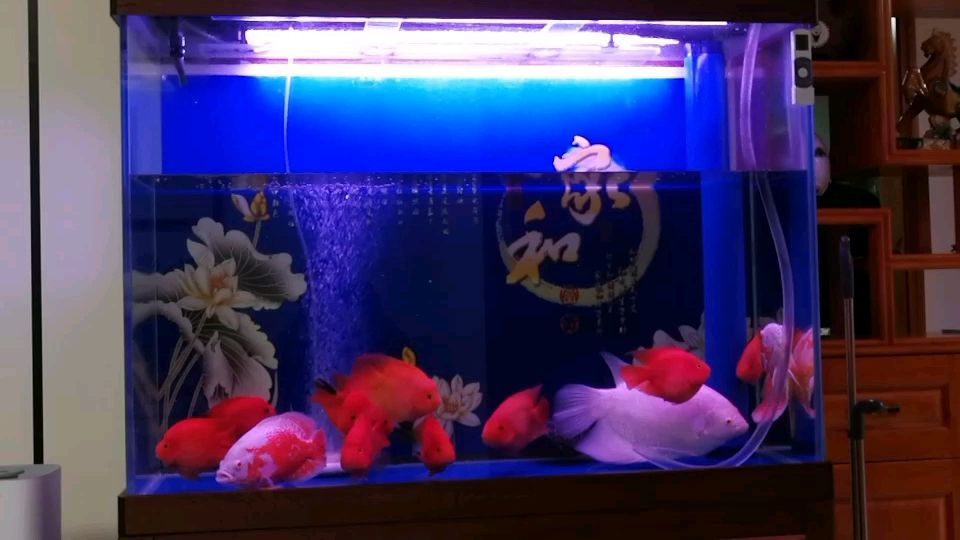一般龍魚價格多少錢一條啊圖片（ 龍魚多少元一條）（紅龍金龍魚價格多少錢一條，紅龍魚價格多少錢一條）