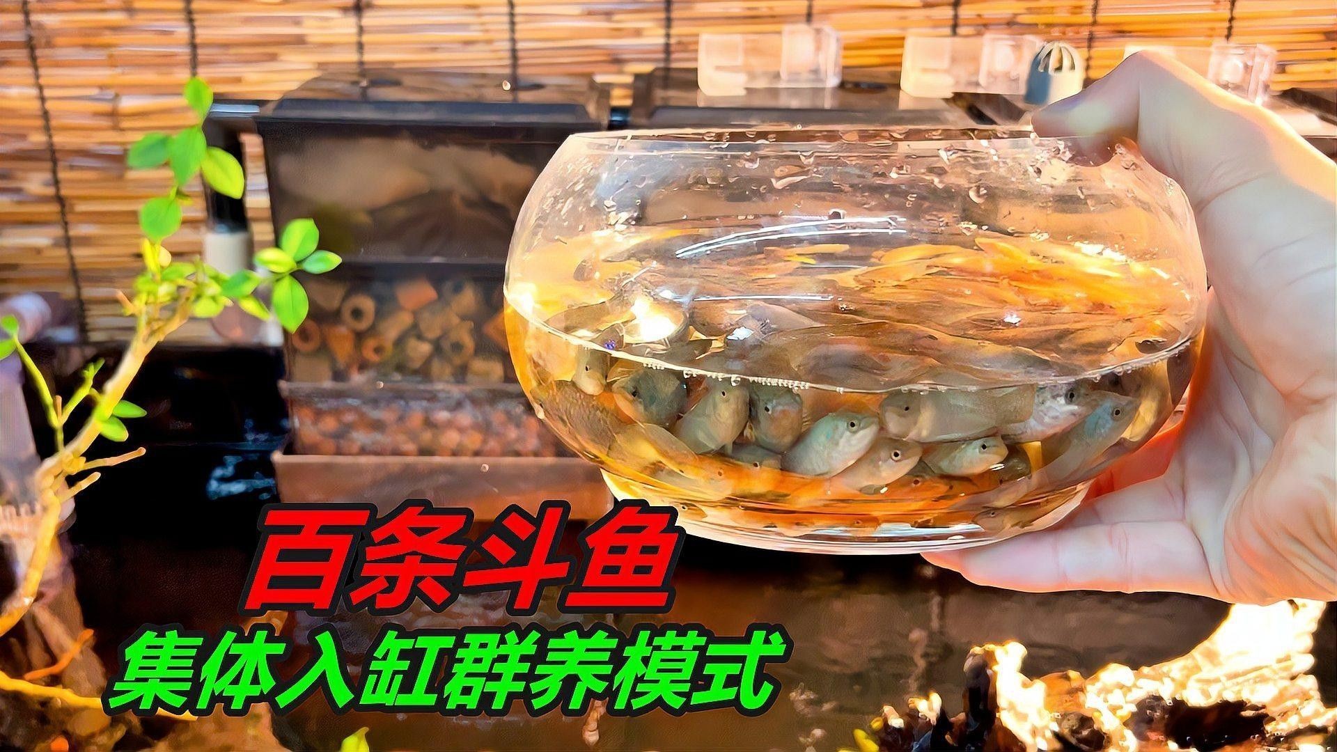 混養需要什么樣的過濾系統？（混養魚缸過濾怎么選） 混養需要什么樣的過濾系統？（混養魚缸過濾怎么選） 龍魚百科 第3張