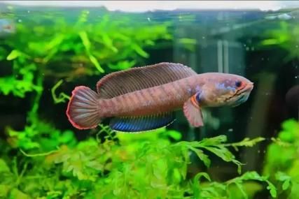 酒紅雷龍魚:酒紅雷龍沒有狀態怎么辦（酒紅雷龍魚、酒紅雷龍魚、酒紅雷龍魚、酒紅雷龍魚、酒紅雷龍魚）