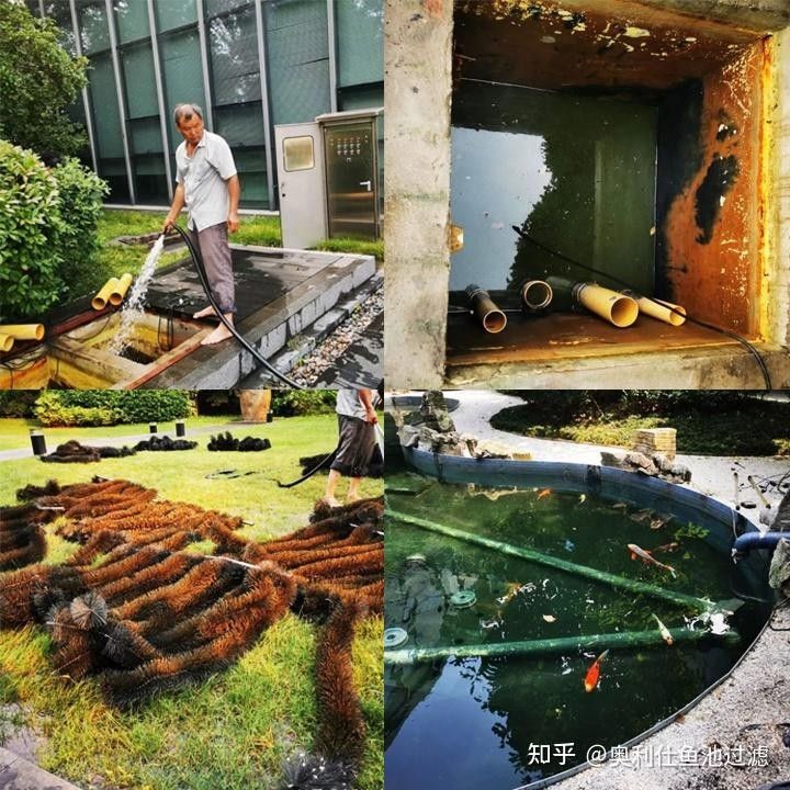 金頭過背金龍魚過濾系統(tǒng)多久清洗一次（金頭過背金龍魚過濾系統(tǒng)如何正確清洗過濾系統(tǒng)）