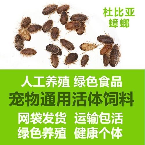 推薦幾款高質量的龍魚專用餌料（龍魚專用餌料推薦） 推薦幾款高質量的龍魚專用餌料（龍魚專用餌料推薦） 龍魚百科 第4張