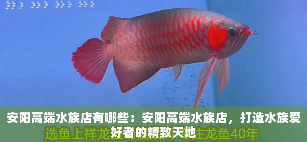 安陽高端水族店有哪些：安陽高端水族店，打造水族愛好者的精致天地（安陽市的高端水族店）