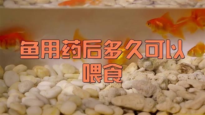 龍魚內服藥物需要停食嗎（魚內服藥物是否需要停食，龍魚內服藥物是否需要停食）