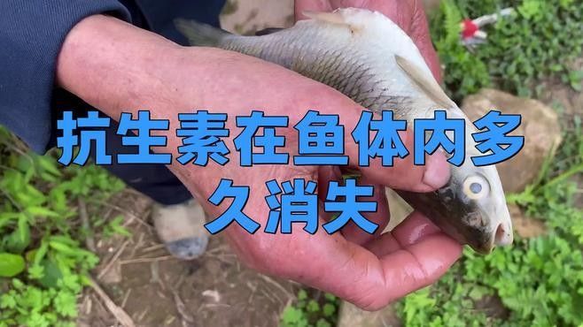龍魚內服藥物需要停食嗎（魚內服藥物是否需要停食，龍魚內服藥物是否需要停食）