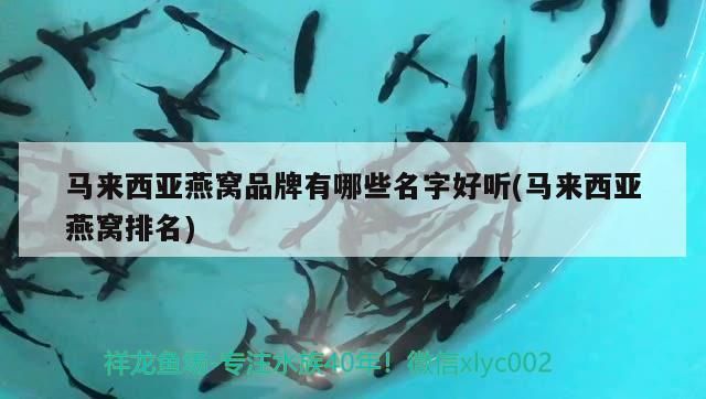 馬來西亞燕窩品牌有哪些名字好聽(馬來西亞燕窩排名) 馬來西亞燕窩品牌有哪些名字好聽(馬來西亞燕窩排名) 觀賞魚百科
