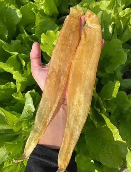 金龍魚膠有副作用嗎？（金龍魚膠是否具有副作用？）