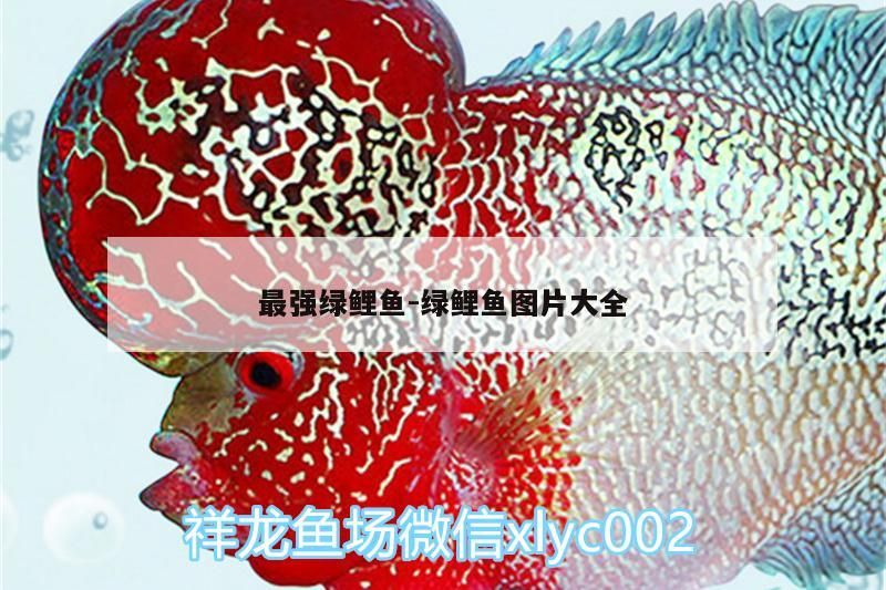 最強(qiáng)綠鯉魚:綠鯉魚圖片大全 最強(qiáng)綠鯉魚:綠鯉魚圖片大全 觀賞魚百科