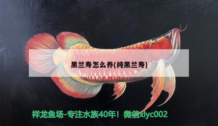 黑蘭壽怎么養(yǎng)(純黑蘭壽) 黑蘭壽怎么養(yǎng)(純黑蘭壽) 觀賞魚(yú)百科