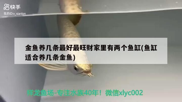 金魚養幾條最好最旺財家里有兩個魚缸(魚缸適合養幾條金魚)