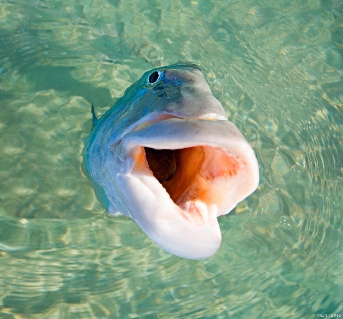 金龍魚張嘴是否伴隨其他癥狀（金龍魚張嘴是什么原因）