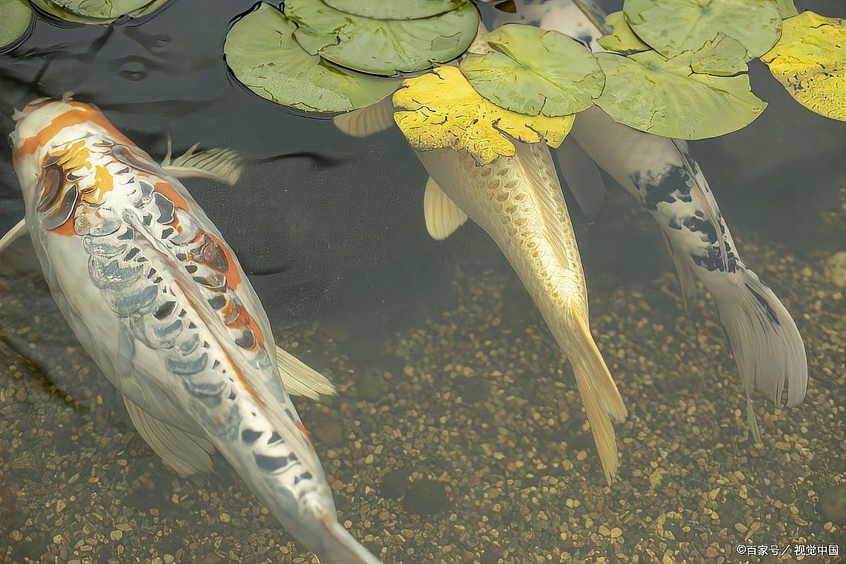 金龍魚張嘴是否伴隨其他癥狀（金龍魚張嘴是什么原因）