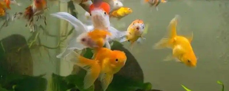 哪種方法治療龍魚爛尾爛鱗最有效（龍魚爛尾爛鱗怎么辦） 哪種方法治療龍魚爛尾爛鱗最有效（龍魚爛尾爛鱗怎么辦） 龍魚百科 第6張