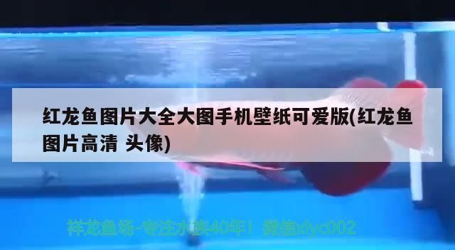 飼料 紅龍魚圖片大全大圖手機壁紙可愛版(紅龍魚圖片高清頭像) 觀賞魚百科 紅龍魚圖片大全大圖手機壁紙可愛版(紅龍魚圖片高清頭像) 紅龍魚圖片大全大圖手機壁紙可愛版(紅龍魚圖片高清頭像) 觀賞魚百科
