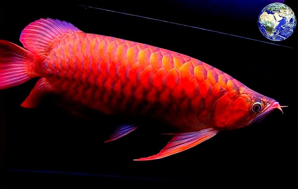 哪種紅龍魚最具收藏價值 哪種紅龍魚最具收藏價值 龍魚百科 第11張