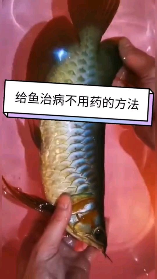 輕松治水莓（生物濾池凈化技術） 輕松治水莓（生物濾池凈化技術） 觀賞魚百科 第1張