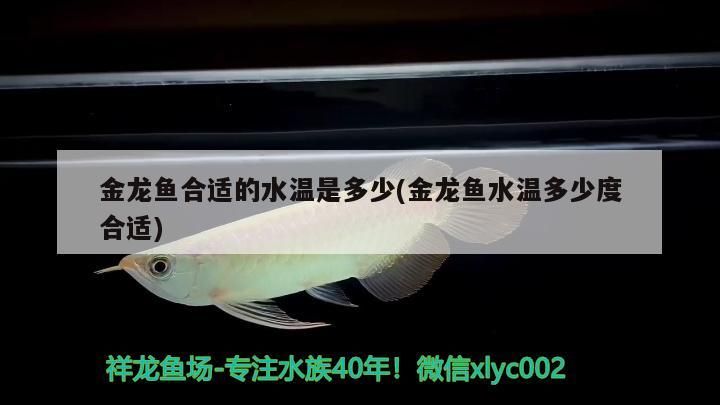雷龍魚(yú)可以和虎斑恐龍混養(yǎng)嗎圖片視頻講解(雷龍魚(yú)可以和虎斑恐龍混養(yǎng)嗎圖片視頻講解下載)（雷龍魚(yú)可以和虎斑恐龍混養(yǎng)嗎）