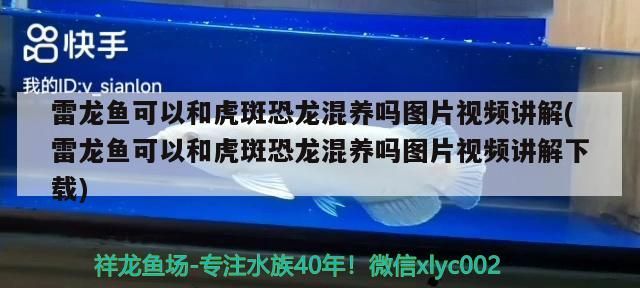 雷龍魚(yú)可以和虎斑恐龍混養(yǎng)嗎圖片視頻講解(雷龍魚(yú)可以和虎斑恐龍混養(yǎng)嗎圖片視頻講解下載)（雷龍魚(yú)可以和虎斑恐龍混養(yǎng)嗎）