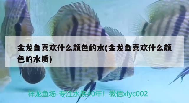 金龍魚喜歡什么顏色的水(金龍魚喜歡什么顏色的水質)（金龍魚喜歡什么顏色的水）