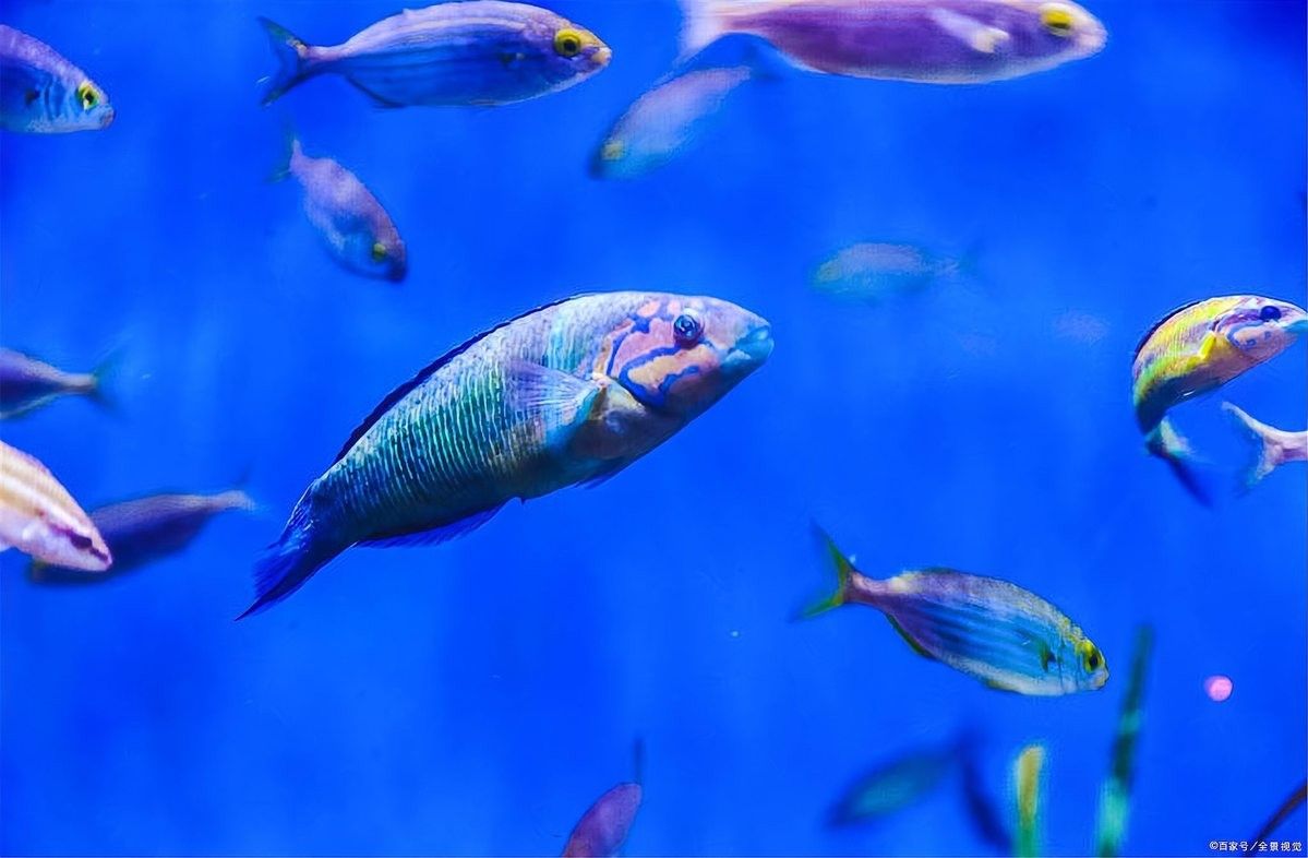 如何布置龍魚和虎頭鯊的混養缸？（養龍魚和虎頭鯊混養需要注意哪些問題）