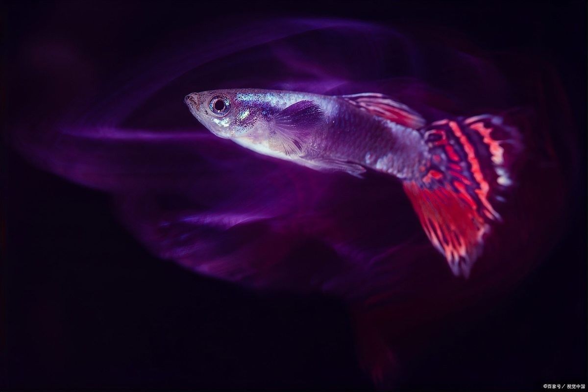 孔雀魚和哪些魚混養比較安全（孔雀魚和什么魚可以混養孔雀魚和什么魚可以混養） 孔雀魚和哪些魚混養比較安全（孔雀魚和什么魚可以混養孔雀魚和什么魚可以混養） 龍魚百科 第7張
