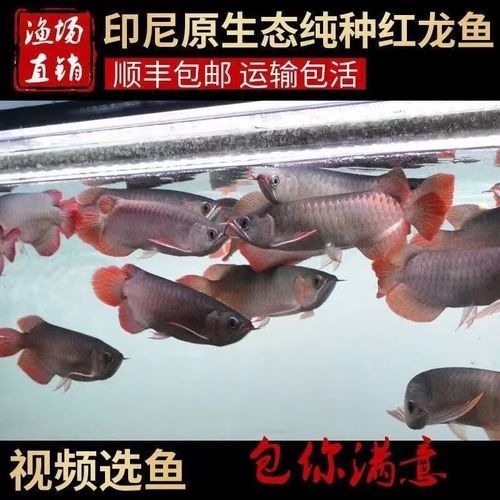淡水龍魚品種大全（常見的淡水龍魚品種）