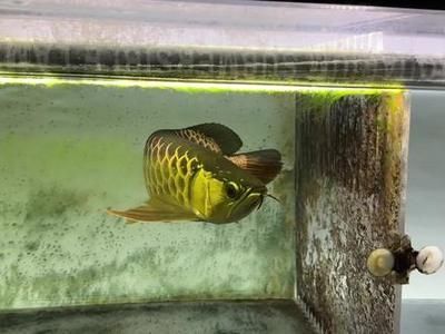 古典金龍魚用什么顏色的缸好看（古典金龍魚幼年期選什么缸）