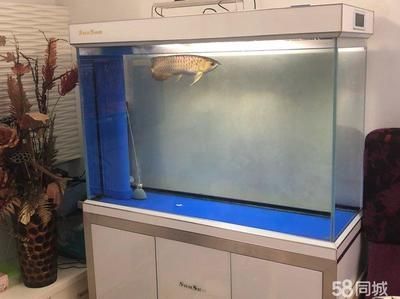 古典金龍魚用什么顏色的缸好看（古典金龍魚幼年期選什么缸）