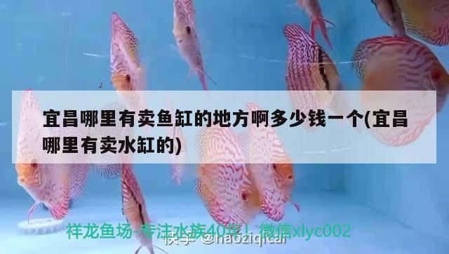 宜昌哪里有賣魚缸的地方啊多少錢一個(宜昌哪里有賣水缸的)（宜昌哪里有賣魚缸的地方啊）