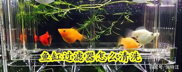 龍魚缸過濾器清洗時需要注意什么（魚缸過濾器如何清洗？）