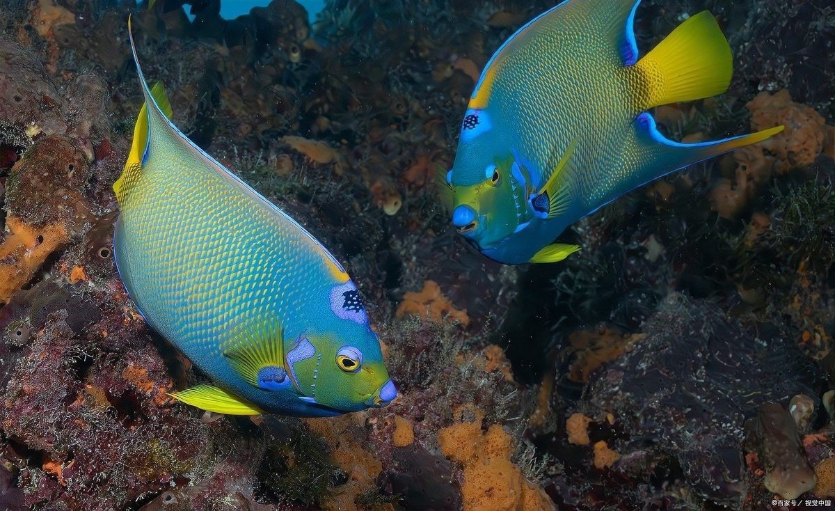 金龍魚身上黑點可能是哪些寄生蟲感染（金龍魚身上出現黑點是怎么回事） 金龍魚身上黑點可能是哪些寄生蟲感染（金龍魚身上出現黑點是怎么回事） 龍魚百科 第3張