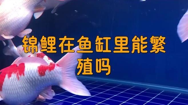 蝴蝶鯉和錦鯉的繁殖問題（錦鯉和蝴蝶鯉的繁殖方式）