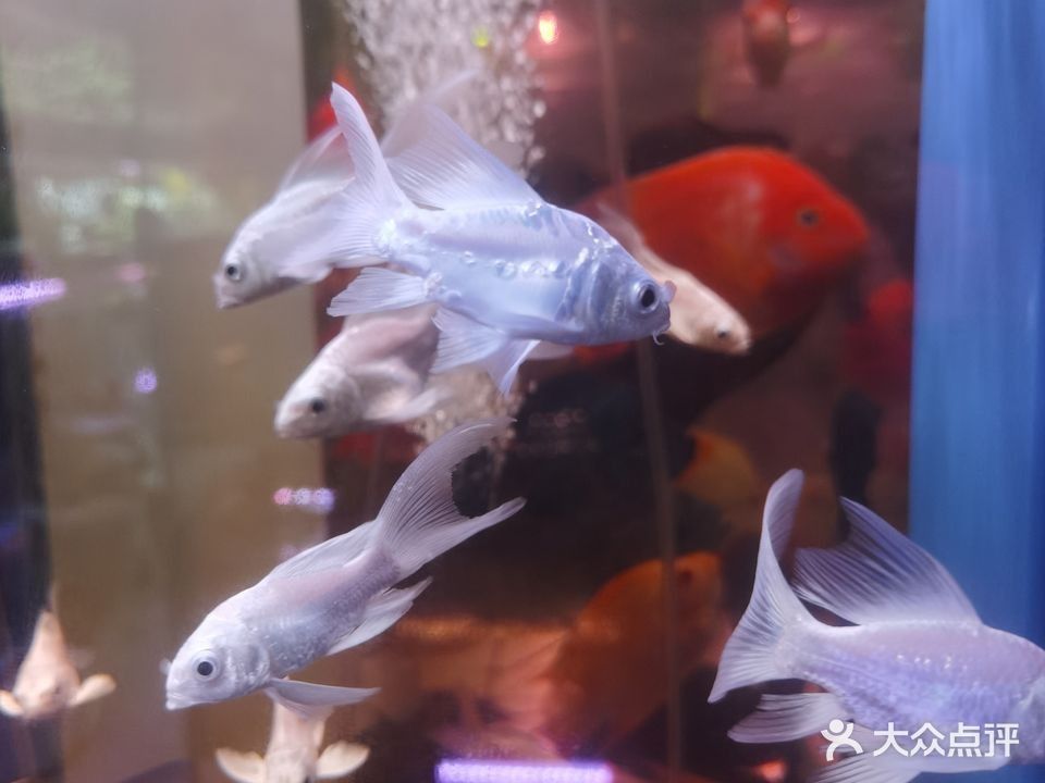 寶龍魚缸在哪些城市有實體店（寶龍魚缸在哪些城市有實體店，）