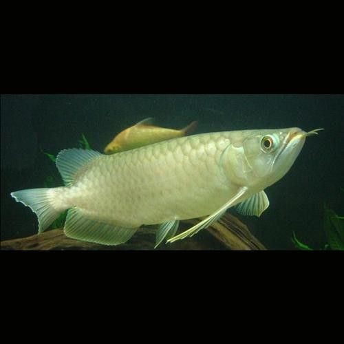 給我一些青龍魚的圖片（關于青龍魚的圖片資源） 給我一些青龍魚的圖片（關于青龍魚的圖片資源） 龍魚百科 第16張