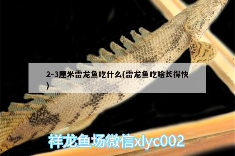 2:3厘米雷龍魚吃什么(雷龍魚吃啥長得快)（2-3厘米雷龍魚吃什么） 2:3厘米雷龍魚吃什么(雷龍魚吃啥長得快)（2-3厘米雷龍魚吃什么） 觀賞魚百科