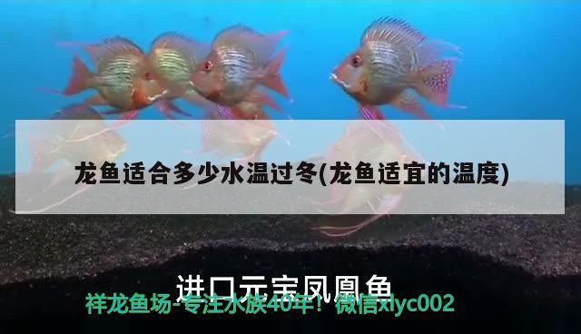 龍魚適合多少水溫過冬(龍魚適宜的溫度)(家里養(yǎng)的龍魚冬季水溫多少合適) 觀賞魚百科 第2張 龍魚適合多少水溫過冬(龍魚適宜的溫度)(家里養(yǎng)的龍魚冬季水溫多少合適) 龍魚適合多少水溫過冬(龍魚適宜的溫度)(家里養(yǎng)的龍魚冬季水溫多少合適) 觀賞魚百科 第2張